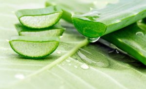 Aloe vera