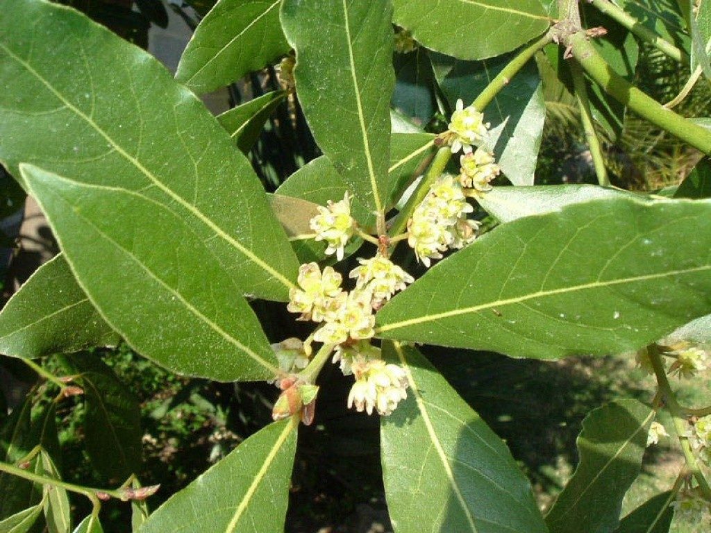 Foglie di alloro