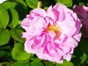 Rosa damascena