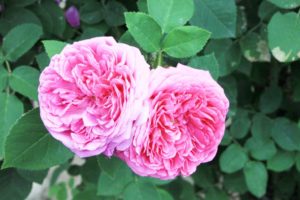 Rosa damascena